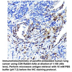 CD9 Rabbit, anti-Human, Unconjugated, MP Biomedicals 100 &mu;L | Buy Online | MP Biomedicals, Inc | Fisher Scientific