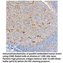 CD63 Rabbit, anti-Human, Unconjugated, MP Biomedicals 100 &mu;L | Buy Online | MP Biomedicals, Inc | Fisher Scientific