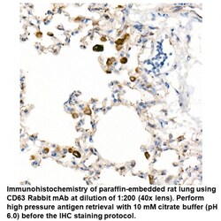 CD63 Rabbit, anti-Human, Unconjugated, MP Biomedicals 100 &mu;L | Buy Online | MP Biomedicals, Inc | Fisher Scientific
