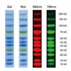 MP Biomedicals™ Pre-stained Molecular Weight Standard, Dual Color, 0.5 mL