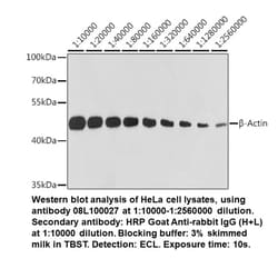Rabbit anti-β-Actin (High Potency), MP Biomedicals™