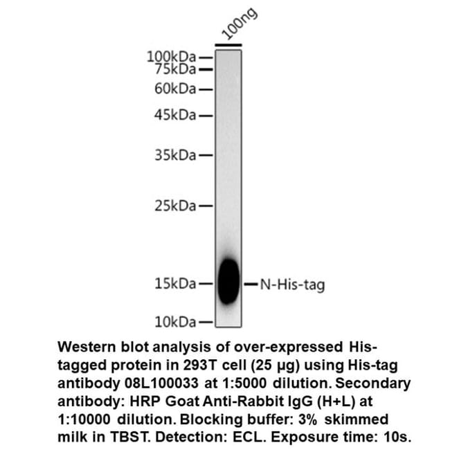 Rabbit anti-His-Tag, MP Biomedicals 100 μL | Buy Online | MP ...