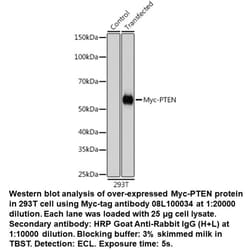 Rabbit anti-Myc-Tag, MP Biomedicals™