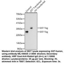 Rabbit anti-GST-Tag, MP Biomedicals™