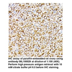 Mouse anti- -Tubulin, MP Biomedicals Quantity: 100 &mu;L:Antibodies, Monoclonal