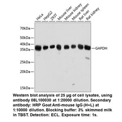 Mouse anti-GAPDH (High Potency), MP Biomedicals Quantity: 100 &mu;L:Antibodies,