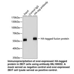 Mouse anti-HA-Tag, MP Biomedicals 100 &mu;L | Buy Online | MP Biomedicals, Inc | Fisher Scientific