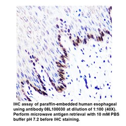 Mouse anti-GAPDH (High Potency), MP Biomedicals Quantity: 100 &mu;L:Antibodies,