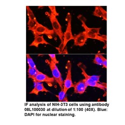 Mouse anti-GAPDH (High Potency), MP Biomedicals Quantity: 100 &mu;L:Antibodies,