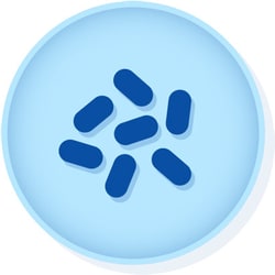 Microbiologics™ <i>Yersinia enterocolitica</i> subsp. enterocolitica ATCC™ 23715™†