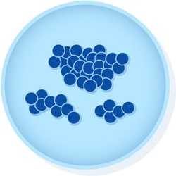 Microbiologics™ <i>Enterococcus faecium</i> ATCC™ 6057™†