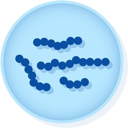 Microbiologics&trade;&nbsp;<i>Neisseria lactamica</i> ATCC&trade; 49142&trade;&dagger;