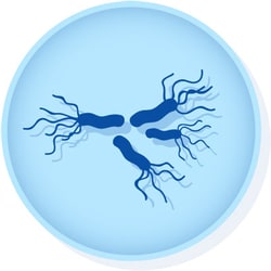 Microbiologics™ <i>Salmonella enterica</i> subsp. enterica serovar Typhimurium ATCC™ 13311 EZ-Accu Shot™ Kit†