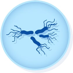 Microbiologics Salmonella enterica subsp. enterica serovar Enteritidis