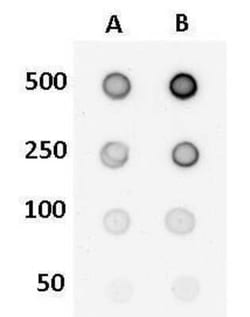 5-hmC Antibody (513), Novus Biologicals 0.1 mL, Unconjugated:Antibodies,