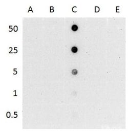 5-hmC Antibody (513), Novus Biologicals 0.1 mL, Unconjugated:Antibodies,