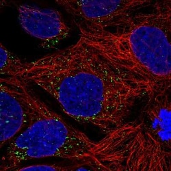 ACAA1 Antibody (CL2662), Novus Biologicals 0.1 mL, Unconjugated:Antibodies,