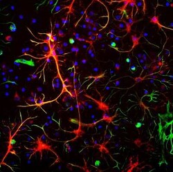 ALDH1L1 Antibody (2E7), Novus Biologicals:Antibodies:Primary Antibodies