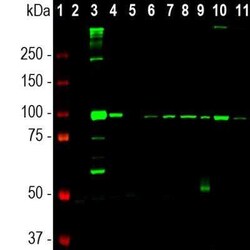 ALDH1L1 Antibody (2E7), Novus Biologicals:Antibodies:Primary Antibodies
