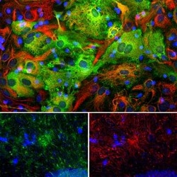ALDH1L1 Antibody (4A12), Novus Biologicals 0.1 mL, Unconjugated:Antibodies,