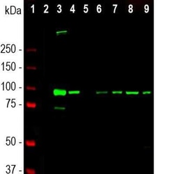 ALDH1L1 Antibody (4A12), Novus Biologicals 0.1 mL, Unconjugated:Antibodies,