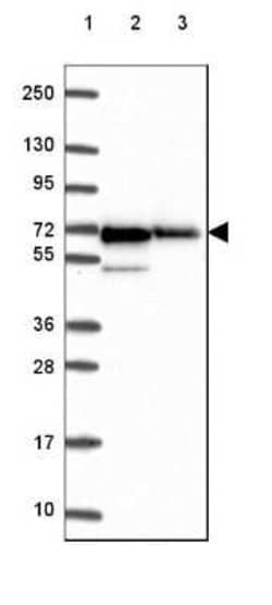AMPK alpha 1 Antibody, Novus Biologicals:Antibodies:Primary Antibodies
