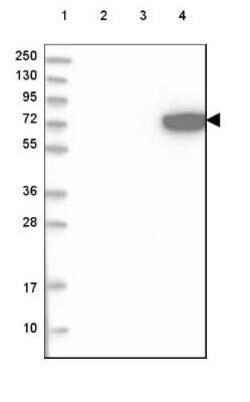 ARSJ Antibody, Novus Biologicals 0.1 mL, Unconjugated:Antibodies, Polyclonal