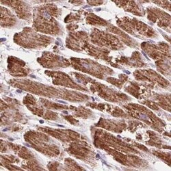 ATP5F1 Antibody, Novus Biologicals 0.1 mL | Buy Online | Novus Biologicals | Fisher Scientific