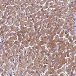 Adenosylhomocysteinase/AHCY Antibody, Novus Biologicals 0.1 mL, Unconjugated:Antibodies,