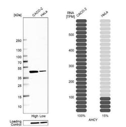 Adenosylhomocysteinase/AHCY Antibody, Novus Biologicals 0.1 mL, Unconjugated:Antibodies,