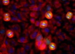 Aurora A Antibody (1A11), Novus Biologicals:Antibodies:Primary Antibodies