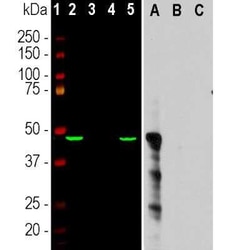 Aurora A Antibody (1A11), Novus Biologicals:Antibodies:Primary Antibodies