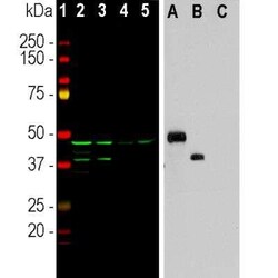 Aurora A/B Antibody (3H1), Novus Biologicals:Antibodies:Primary Antibodies