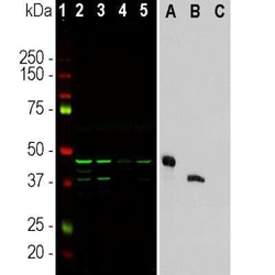 Aurora A/B Antibody (5A12), Novus Biologicals 0.1 mL, Unconjugated:Antibodies,