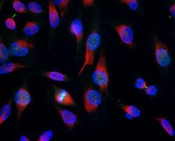 Aurora B Antibody (6G2), Novus Biologicals:Antibodies:Primary Antibodies