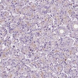 Proline Rich 35 Antibody, Novus Biologicals 0.1 mL, Unconjugated:Antibodies,