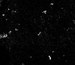 CD1a Antibody (O10+C1A/711) - IHC-Prediluted, Novus Biologicals 7 mL, Unconjugated:Antibodies,
