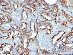 CD31/PECAM-1 Antibody (C31.3 + JC/70A) - IHC-Prediluted, Novus Biologicals