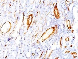 CD34 Antibody (QBEnd/10) - IHC-Prediluted, Novus Biologicals 7 mL, Unconjugated:Antikörper