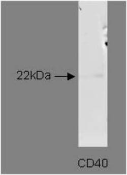 CD40/TNFRSF5 Antibody (T8P2G4 A6) - BSA Free, Novus Biologicals:Antibodies:Primary
