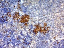 CD63 Antibody (NKI/C3) - IHC-Prediluted, Novus Biologicals 7 mL, Unconjugated:Antibodies,