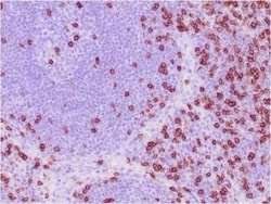 CD8 Antibody (C8/468) - IHC-Prediluted, Novus Biologicals 7 mL, Unconjugated:Antibodies,