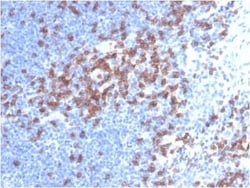 CD8 Antibody (C8/468) - IHC-Prediluted, Novus Biologicals 7 mL, Unconjugated:Antibodies,