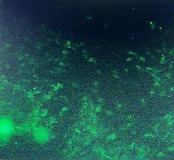 CD90/Thy1 Antibody (AF-9), Alexa Fluor 488, Novus Biologicals 0.1 mL, Alexa