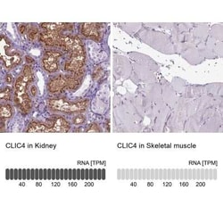 CLIC4 Antibody, Novus Biologicals:Antibodies:Primary Antibodies