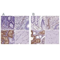 CLIC4 Antibody, Novus Biologicals:Antibodies:Primary Antibodies