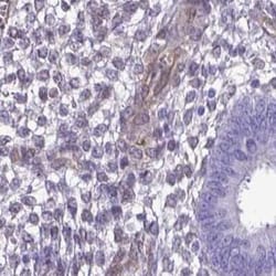 CLIC4 Antibody, Novus Biologicals:Antibodies:Primary Antibodies