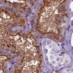 CLIC4 Antibody, Novus Biologicals:Antibodies:Primary Antibodies