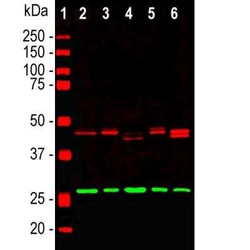 CNPase Antibody, Novus Biologicals 0.1 mL, Unconjugated:Anticorps, Polyclonal