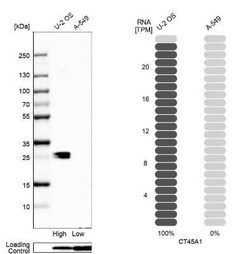 CT45A1 Antibody, Novus Biologicals:Antikörper:Primärantikörper
